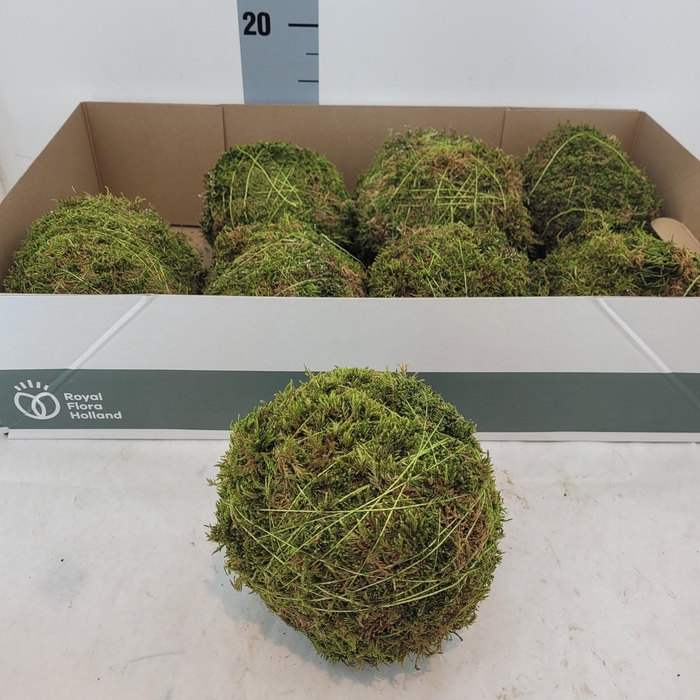 <h4>HUIS EN TUINDECO OV</h4>