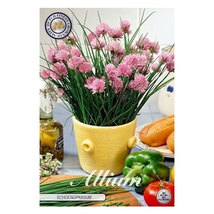 Allium Schoenoprasum x 1l