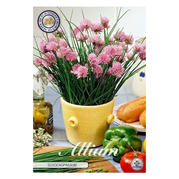 <h4>Allium Schoenoprasum x 1l</h4>