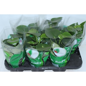 PEPEROMIA POLYBOTRYA RAINDROP P14