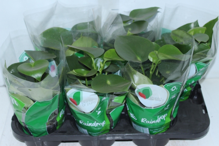 PEPEROMIA POLYBOTRYA RAINDROP P14