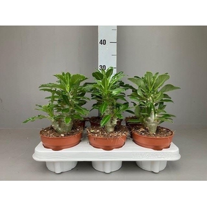Pachypodium saundersii