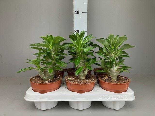 <h4>Pachypodium saundersii</h4>