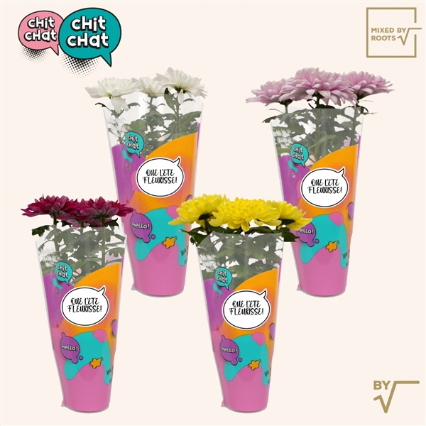 <h4>Chit Chat sticker FR - Chrysanne® Zembla Next mix</h4>