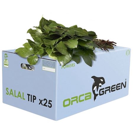 <h4>Salal Tip Orca</h4>