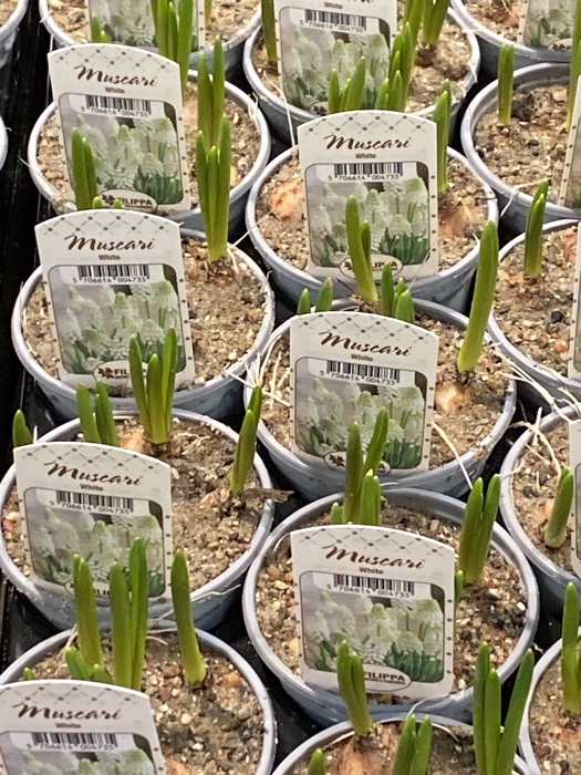 Muscari  'Magic White'
