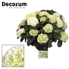 Hydrangea White in sierpot 20+ kop (Decorum)