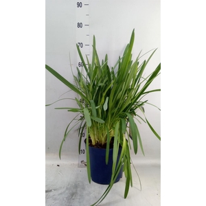Agapanthus  'Amourette Blue Blush'
