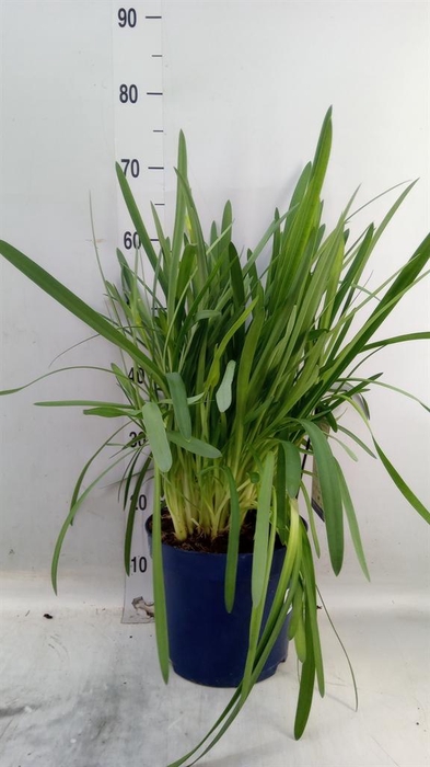 <h4>Agapanthus  'Amourette Blue Blush'</h4>