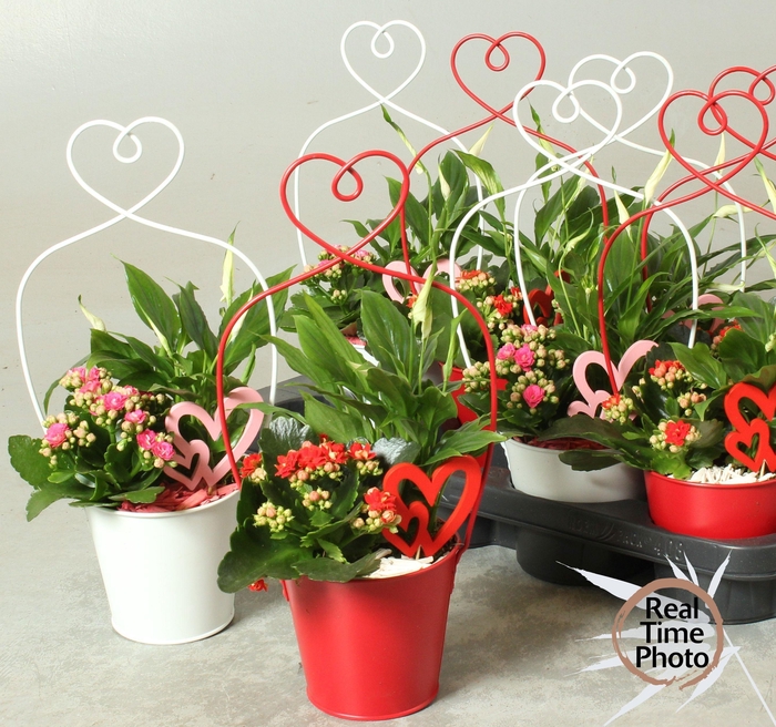 <h4>ARR KAMERPL</h4>