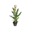 CURCUMA SIAM SOLAR P15