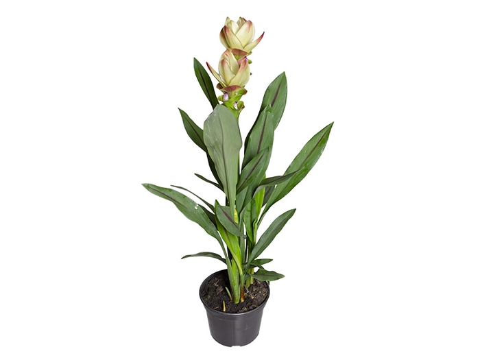 CURCUMA SIAM SOLAR P15