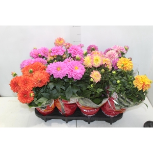 DAHLINOVA HYPNOTICA P13