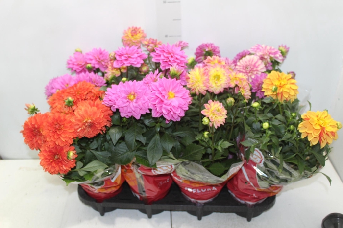 <h4>DAHLINOVA HYPNOTICA P13</h4>