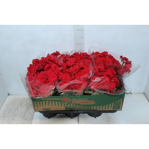 BEGONIA BALADIN P15
