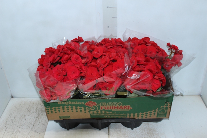 <h4>BEGONIA BALADIN P15</h4>