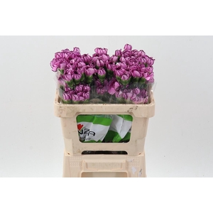 Di St Royal Damascus 50cm