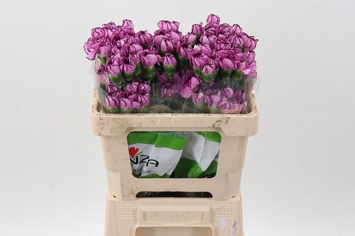 <h4>Di St Royal Damascus 50cm</h4>