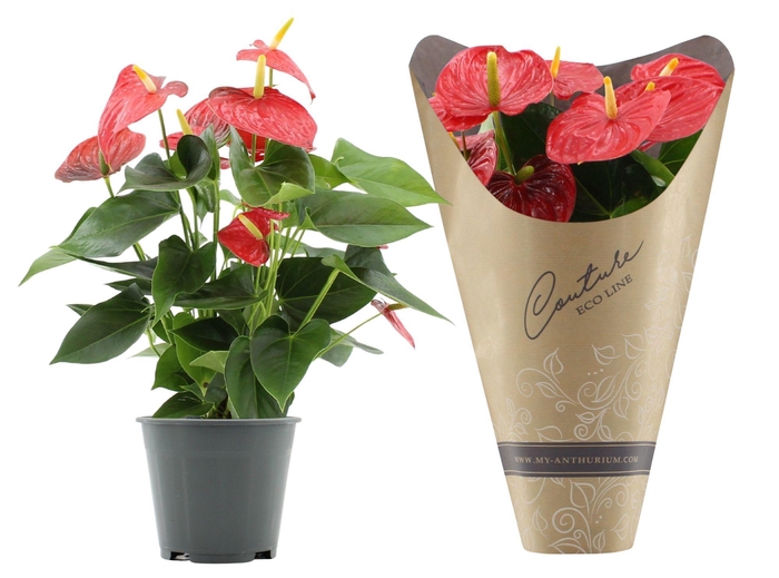 <h4>Anthurium 14 cm Esudo in Eco Line sleeve</h4>