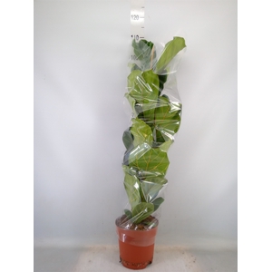 Ficus lyrata