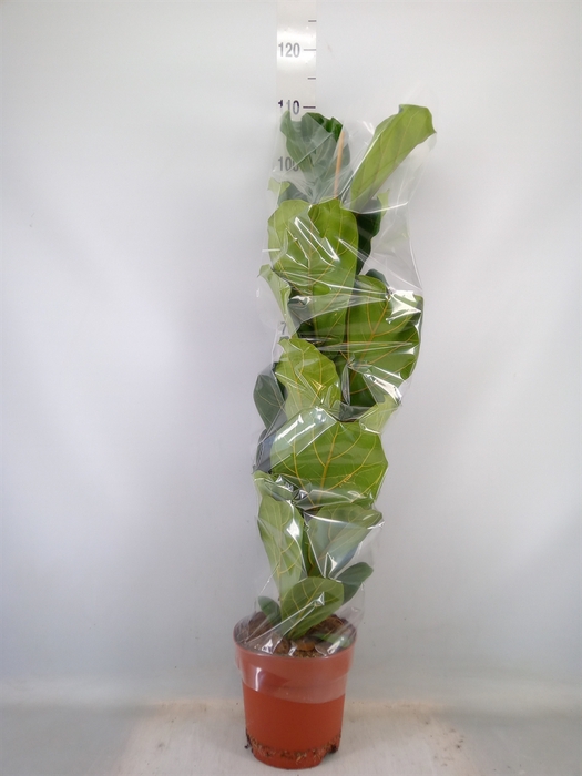 <h4>Ficus lyrata</h4>