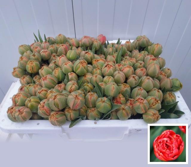 <h4>TU DU MIRANDA</h4>