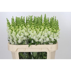 Antirrhinum Potomac Ivory White