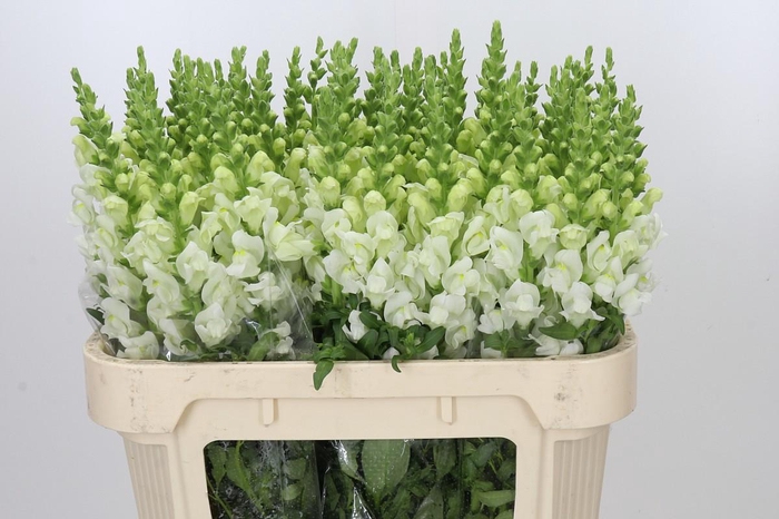 <h4>Antirrhinum Potomac Ivory White</h4>