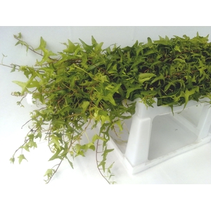 HEDERINA HELIX STEMS