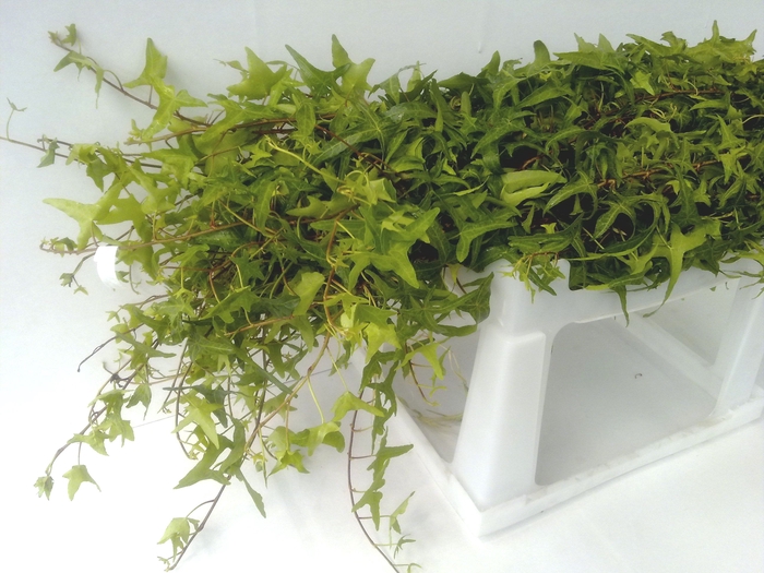 <h4>HEDERINA HELIX STEMS</h4>