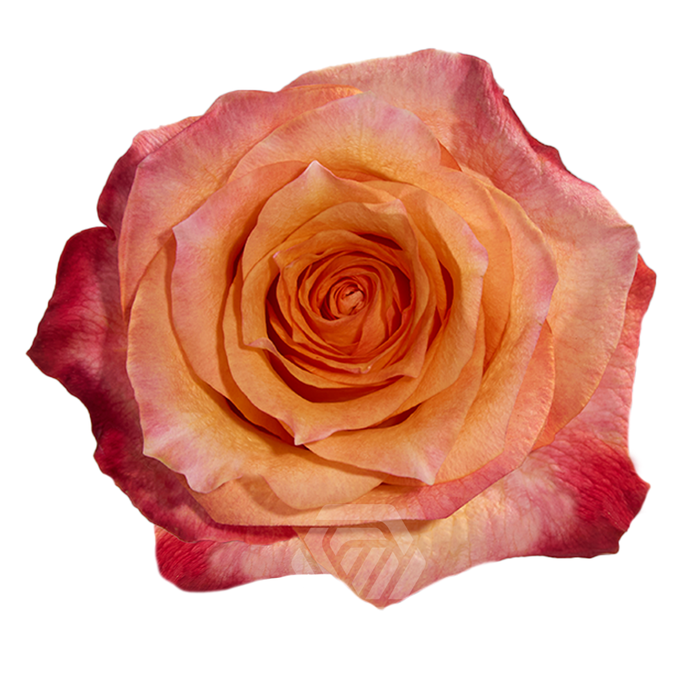 <h4>R GR TWILIGHT Tessa</h4>
