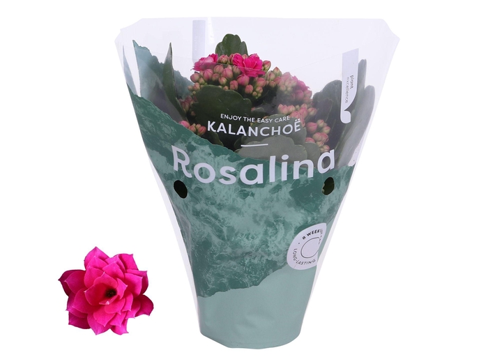 <h4>Kalanchoe Rosalina 07cm Don Victorio paars</h4>