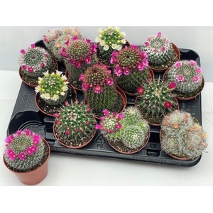 CACTUS BLOEIEND GEM