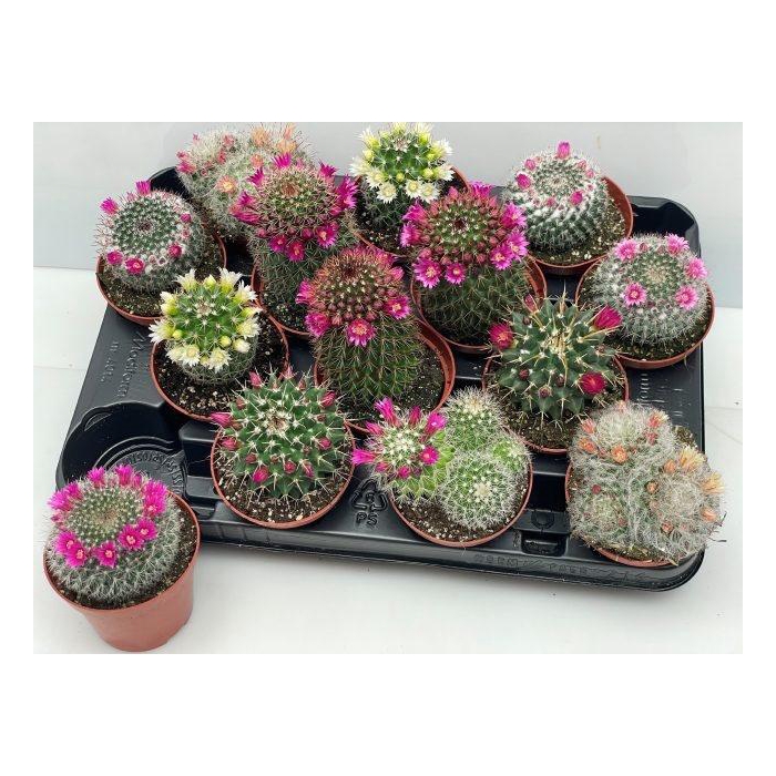 <h4>CACTUS BLOEIEND GEM</h4>