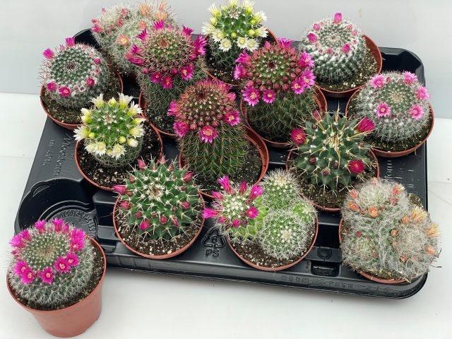 CACTUS BLOEIEND GEM