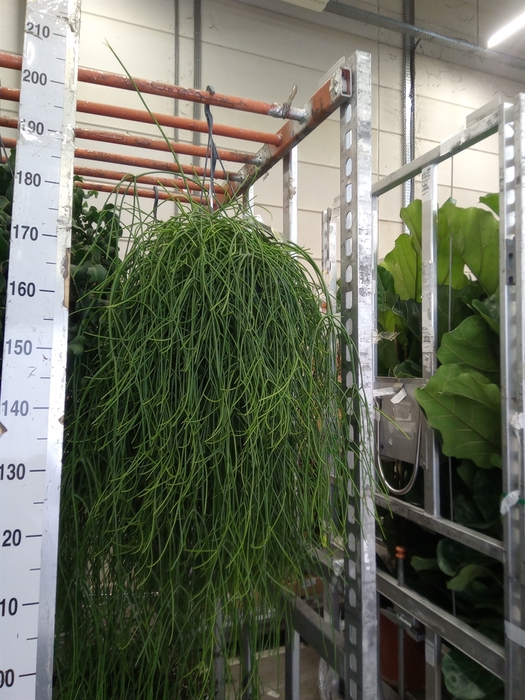 <h4>Rhipsalis pulchra</h4>