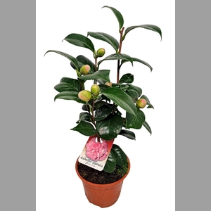 CAMELLIA JAPONICA