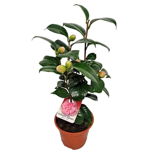 CAMELLIA JAPONICA