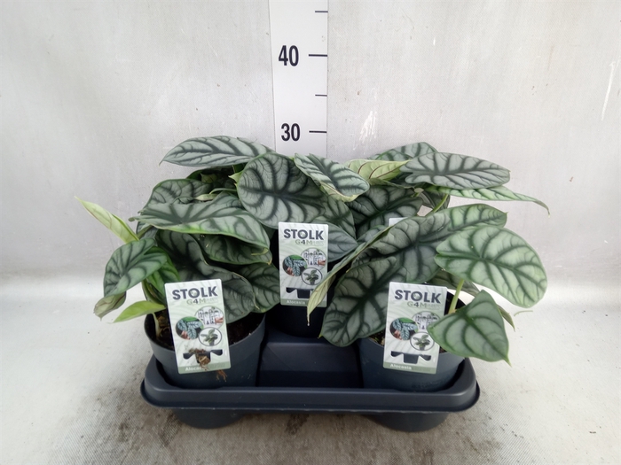 <h4>Alocasia  'Dragon Scale'</h4>