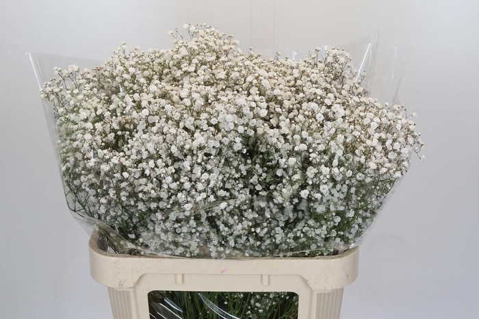 <h4>Gyps Xlence 1000 gr</h4>