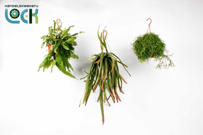 <h4>Rhipsalis hang mix</h4>