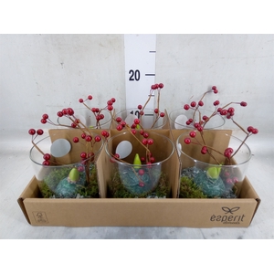Arr.    Planten  L%