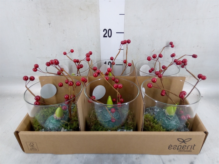 <h4>Arr.    Planten  L%</h4>