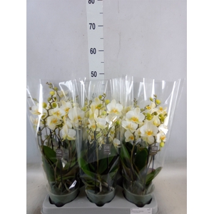 Phalaenopsis multi.   ...white