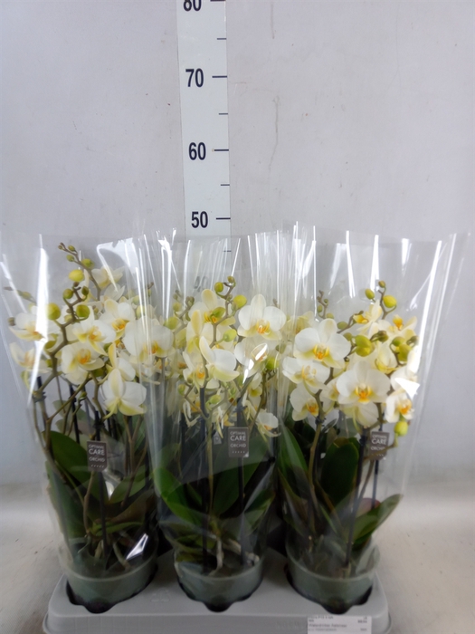 <h4>Phalaenopsis multi.   ...white</h4>
