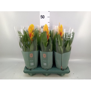 Vriesea  'Intenso Flame'
