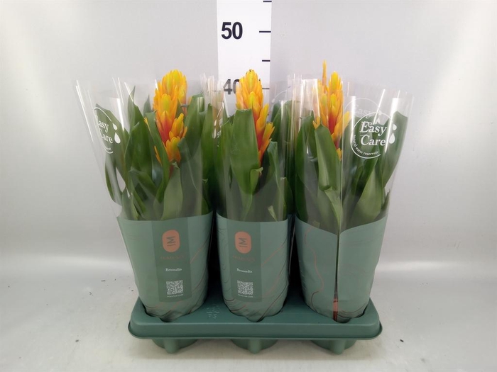 <h4>Vriesea  'Intenso Flame'</h4>
