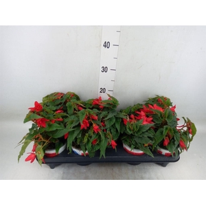 Begonia boliv. 'Beauvilia Red'