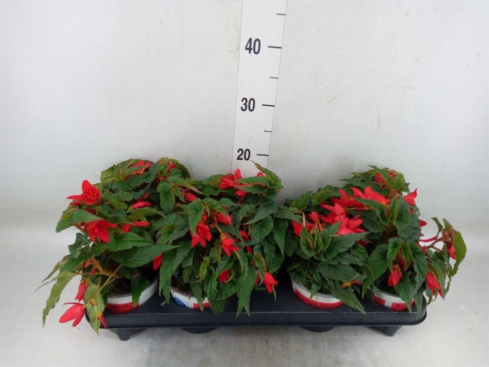 <h4>Begonia boliv. 'Beauvilia Red'</h4>