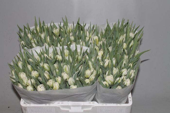 <h4>TU DU PASSWORD</h4>